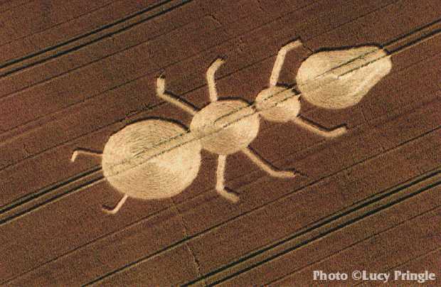 Círculo de la hormiga de Inglaterra. El investigador Jonás Ohayv afirma haber visitado e investigado más de 60 ubicaciones de círculos y este es uno de sus favoritos.