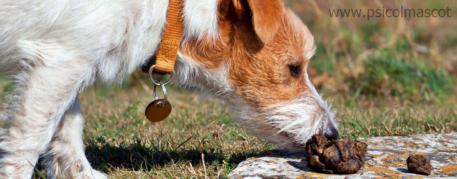 Coprofagia En Perros Por Qu Los Perros Se Comen Su Pop Cr Comunicaci N